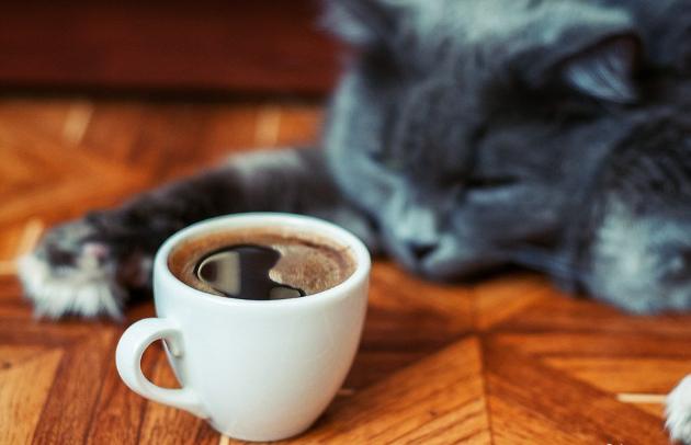 Коты тоже пьют кофе